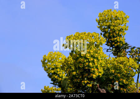 Euphorbia myrsinites - Wolfsmilch, (myrtle) Blumen in den Grenzen an RHS Garden Harlow Carr, Harrogate, Yorkshire gewachsen. England, Großbritannien Stockfoto