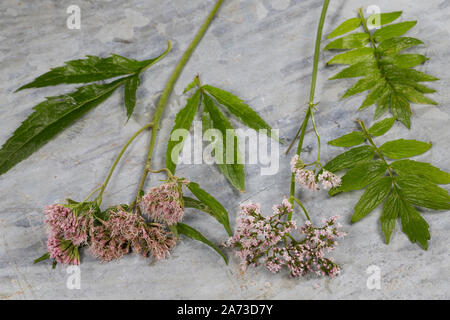 Vergleich Baldrian und Wasserdost. Baldrian, Echter Baldrian, Echter Arznei-Baldrian, Arzneibaldrian, Katzenwurzel, Valeriana officinalis, gemeinsame Vale Stockfoto