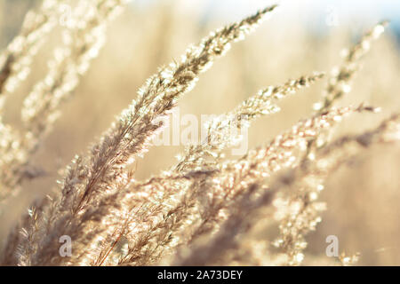 Mountain meadow in golden colors, full frame of tall, dry grass in sunset light, close up view, soft focus Stockfoto
