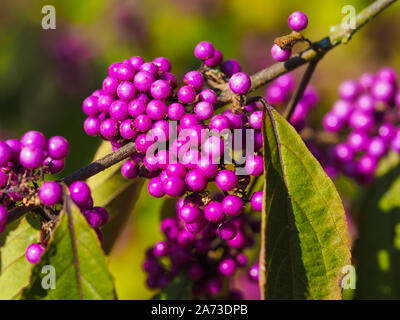 lila Strauch Beeren Stockfotografie Alamy
