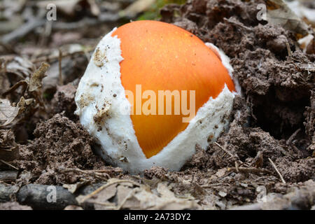 Sehr junge Muster von Amanita Caesarea oder Ceasar Pilz oder Royal amanita, unbebaute, ähnlich wie gekochtes Ei, Ansicht schließen Stockfoto