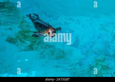 Süße verspielte Dichtung schwimmt und taucht im Zoo Pool. Bild Stockfoto