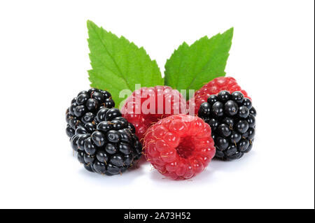 Zusammensetzung des frischen Himbeeren und Brombeeren Früchte mit grünen Blättern in Nahaufnahme auf weißem Hintergrund. Stockfoto