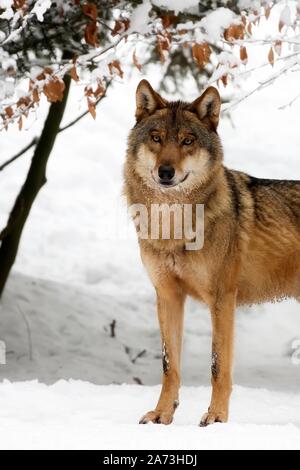 Wolf im Winter ein Porträt Stockfoto
