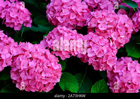 Bush der schönen blühenden Pink Hydrangea Blumen im Garten. Stockfoto