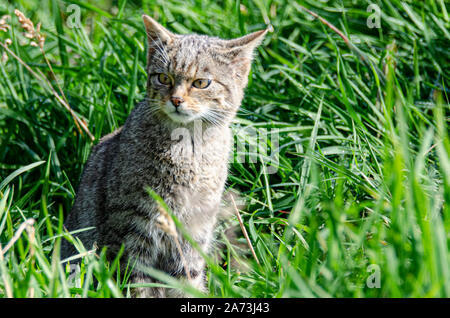 Die schottische Wildkatze ist eine europäische Wildkatzenpopulation in Schottland. Stockfoto