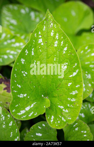 Brunnera Macrophylla 'Langtrees' Stockfoto