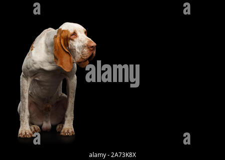 Bracco Italiano Zeiger Hund sitzen und Bücken, Stare an der Seite auf isolierten schwarzen Hintergrund, Profil anzeigen Stockfoto