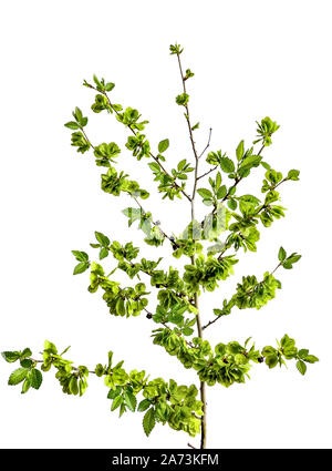 Frühling blühende grobe Ulme (Ulmus glabra), auf weißem Hintergrund. Blühende Pflanze mit grünen unreifen geflügelten Samen Stockfoto