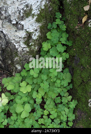 Oxalis naiandinus Sauerklee grünes Laub im Wald, Bündel grüne Blätter auf Baumrinde. Stockfoto