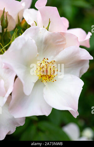 Rosa's Ally Holmes' Stockfoto