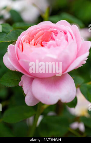 Rosa "Königin von Schweden" Stockfoto