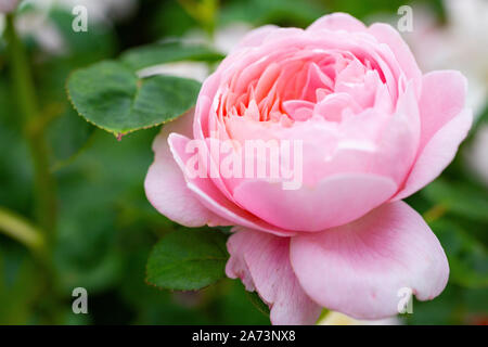 Rosa "Königin von Schweden" Stockfoto