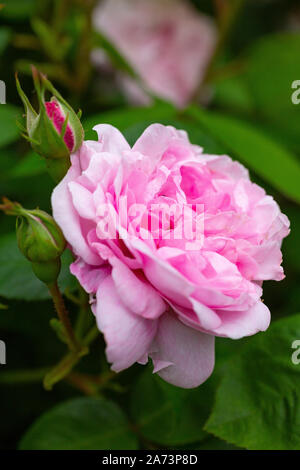 Rosa' Fantin-Latour' Stockfoto