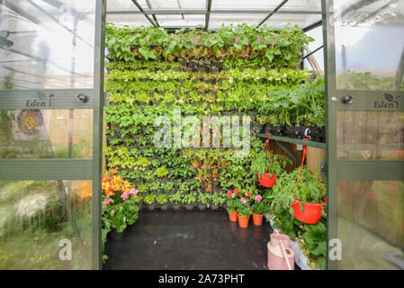 Grüne Wand/vertikale Gartenarbeit Stockfoto