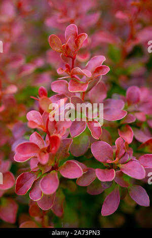 Berberis thunbergii atropurpurea f. 'Bewunderung' Stockfoto