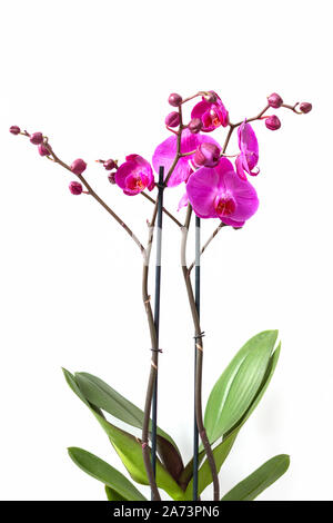 Orchid Zweig mit violetten Blüten auf weißem Hintergrund. Stockfoto