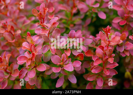 Berberis thunbergii atropurpurea f. 'Bewunderung' Stockfoto