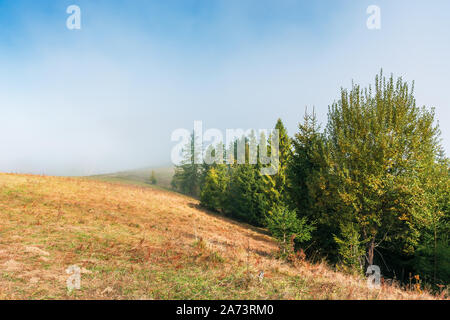 Tannen auf dem grasbewachsenen Hügel an nebligen Morgen. wunderschöne Herbstlandschaft. geheimnisvolle Natur Hintergrund Stockfoto