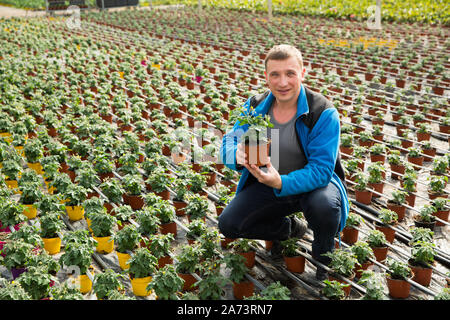 Mann die Kontrolle der Qualität von Tomaten Keimlinge in seiner organischen Glasshouse Plantage Stockfoto