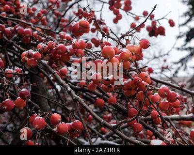 Zweige eines chinesischen Apfelbaum oder Sibirische Krabbe mit winzigen roten Äpfel in Pulverform mit Schnee an einem bewölkten Tag im November. Zwerg Apfelbäume freeze Ende ein Stockfoto