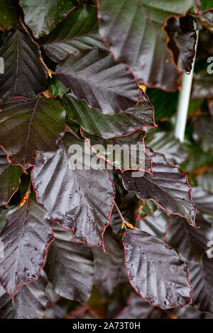 Fagus sylvatica 'Purpurea' Stockfoto