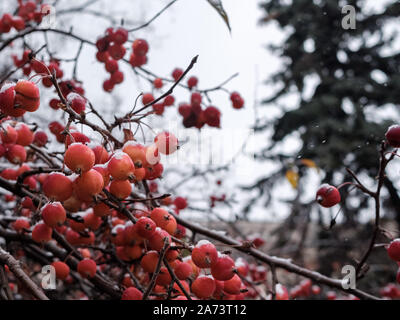 Zweige eines chinesischen Apfelbaum oder Sibirische Krabbe mit winzigen roten Äpfel in Pulverform mit Schnee an einem bewölkten Tag im November. Zwerg Apfelbäume freeze Ende ein Stockfoto