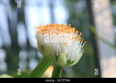 Haemanthus albiflos blühende Pflanze. Pinsel oder Elephant's Zunge weiße Blume Stockfoto