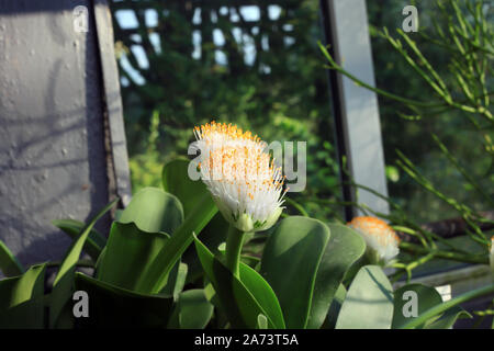 Haemanthus albiflos blühende Pflanze. Pinsel oder Elephant's Zunge weiße Blume Stockfoto