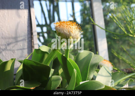 Haemanthus albiflos blühende Pflanze. Pinsel oder Elephant's Zunge weiße Blume Stockfoto