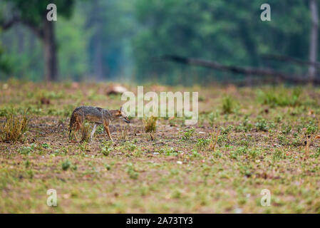 Die Natur der Malerei oder der Landschaft durch indische jackal Canis aureus Abart oder Himalayan Schakal Golden schakal am frühen Morgen blaue Stunden in Kanha National Park Stockfoto