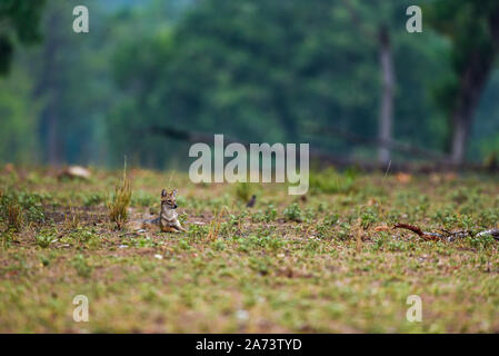 Die Natur der Malerei oder der Landschaft durch indische jackal Canis aureus Abart oder Himalayan Schakal Golden schakal am frühen Morgen blaue Stunden in Kanha National Park Stockfoto