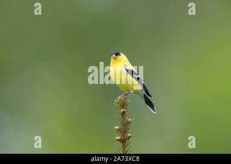 Männliche American goldfinch auf einem weißen Fichte thront. Stockfoto