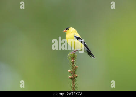 Männliche American goldfinch auf einem weißen Fichte thront. Stockfoto