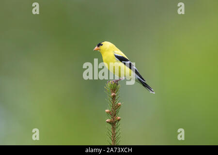 Männliche American goldfinch auf einem weißen Fichte thront. Stockfoto