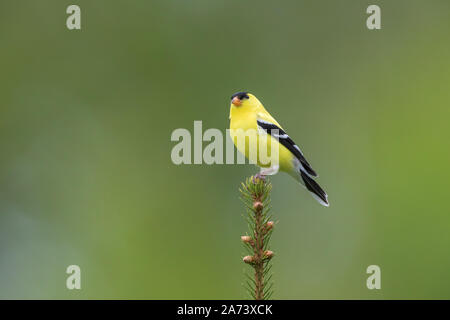 Männliche American goldfinch auf einem weißen Fichte thront. Stockfoto