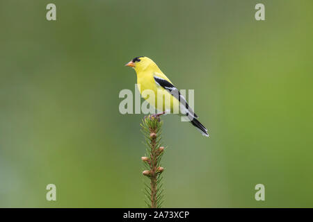 Männliche American goldfinch auf einem weißen Fichte thront. Stockfoto