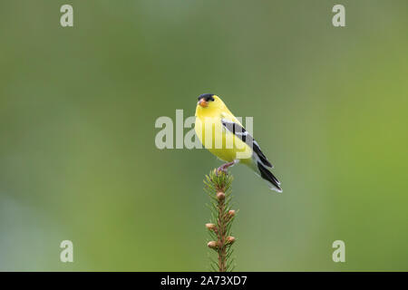 Männliche American goldfinch auf einem weißen Fichte thront. Stockfoto