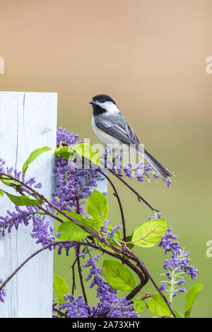 Black-capped chickadee auf einem Hinterhof Zaun thront. Stockfoto