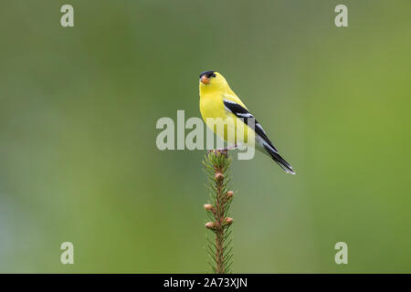 Männliche American goldfinch auf einem weißen Fichte thront. Stockfoto