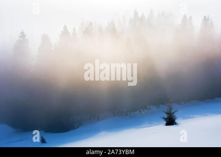 Misty Morning im Winter. Wald auf einem schneebedeckten Hang in leuchtenden Nebel Fichte. schöne Natur Hintergrund bei Sonnenaufgang Stockfoto