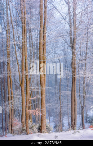 Wald im Raureif. schönen Winter Hintergrund Am Morgen. magische nebligen Wetter Stockfoto