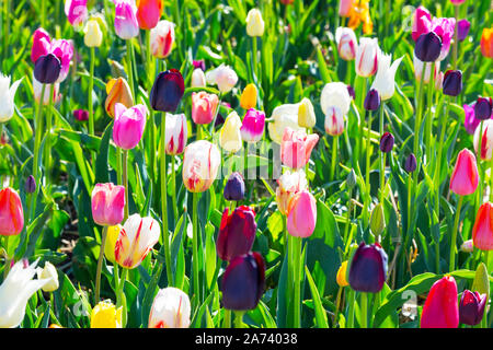 Nahaufnahme des bunten Tulpenfeld in den Niederlanden Stockfoto