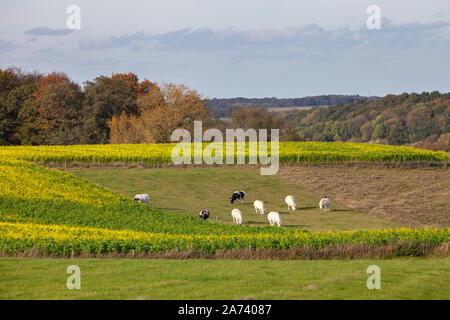 Rindfleisch Kühe in der Wiese zwischen Senfkorn Felder und Wälder im Herbst in der niederländischen Provinz Südlimburg Stockfoto