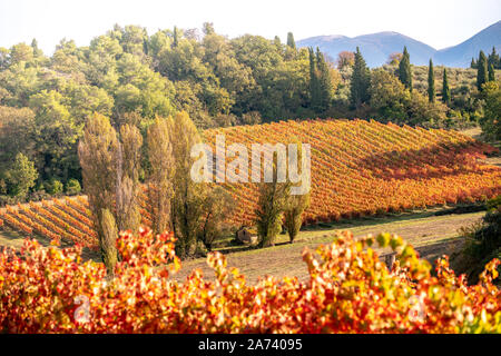 Sagrantino di Montefalco Weinberge im Herbst, Umbrien, Italien Stockfoto