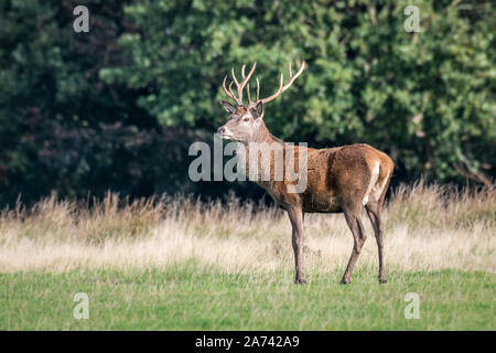 Eine majestätische 12 Punkt royal Red Deer stag steht stolz auf der Suche auf der linken Seite Stockfoto