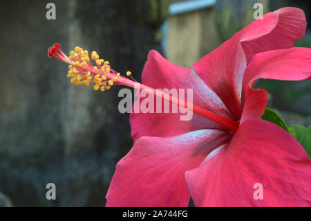 Ein fress clouse, Blume des Hibiskus Stockfoto