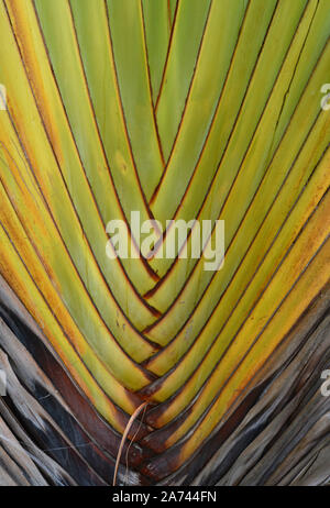In der Nähe der Verriegelung Blätter auf einem Travellers Palm in Canoa Quebrada, Bahia, Brasilien. Ravenala madagascariensis ist allgemein als Traveller's Tree bekannt. Stockfoto