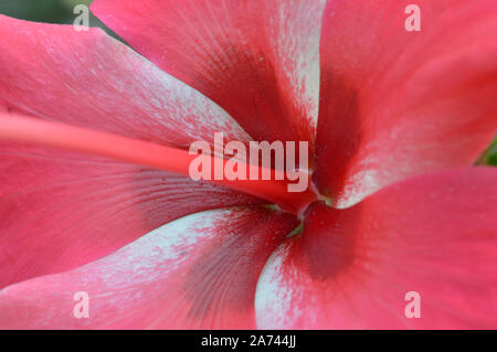 Ein fress clouse, Blume des Hibiskus Stockfoto