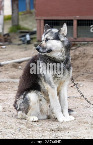 Eine kanadische Arktis Eskimo Dog stehen draußen in Clyde River, Nunavut, Kanada Stockfoto